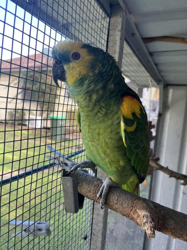 Looking for a Amazon parrot female