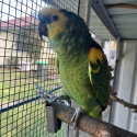 Looking for a Amazon parrot female