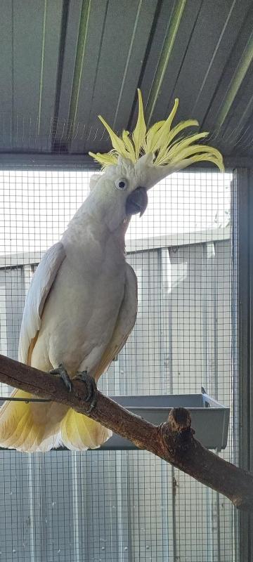 STILL LOOKING FOR A FOREVER HOME  BEAUTIFULLHEALTHY COCKATOO