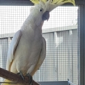 STILL LOOKING FOR A FOREVER HOME  BEAUTIFULLHEALTHY COCKATOO