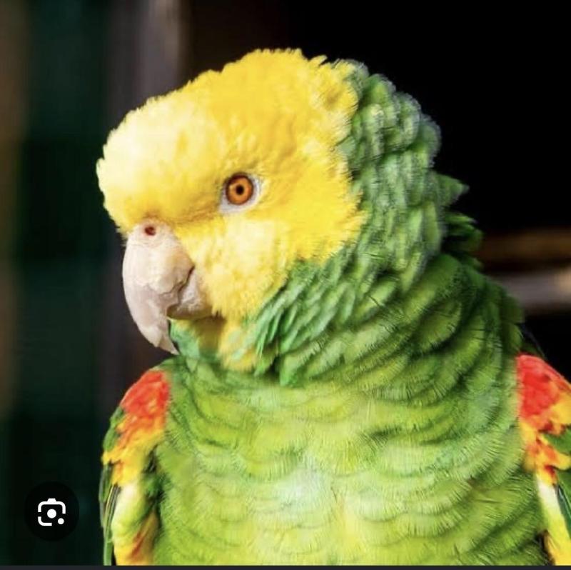 Wanted double yellow hen mature