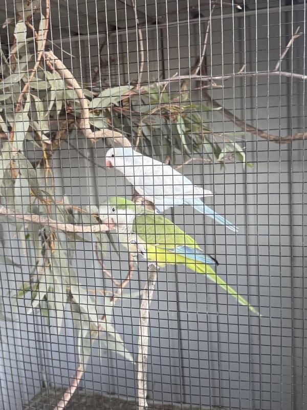 Proven Quaker Pair - Blue Pallid Hen & Green Split Blue / Ino Cock