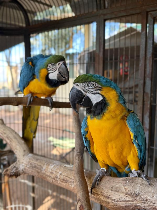 Proven Pair of Blue and Gold Macaws