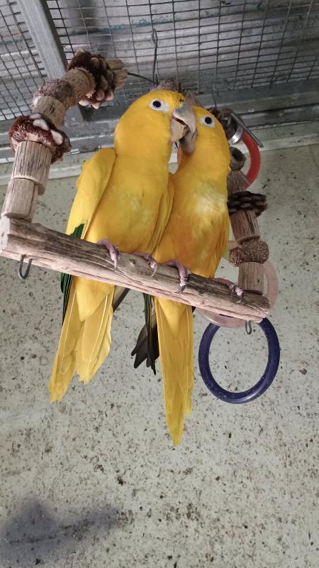 Breeding pair of Queen Bavaria for sale