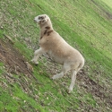 Dorper rams 6 months old 2x