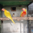 Lutino lorkeet  breeding pair