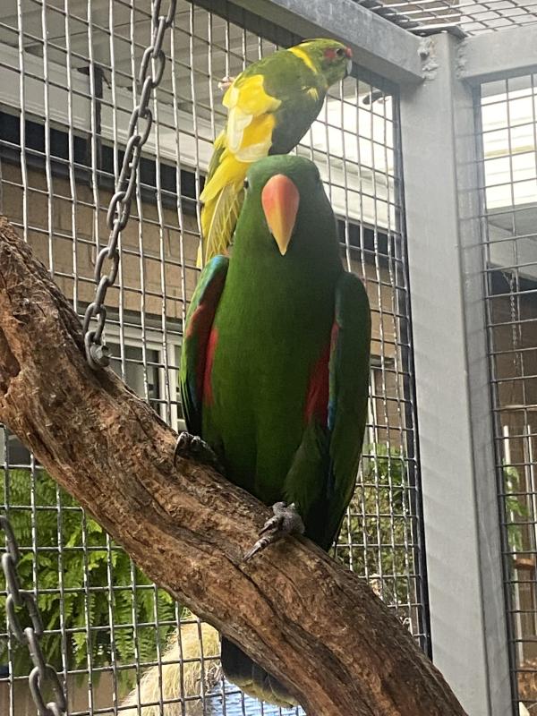 mature pair of electus parrots