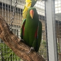 mature pair of electus parrots