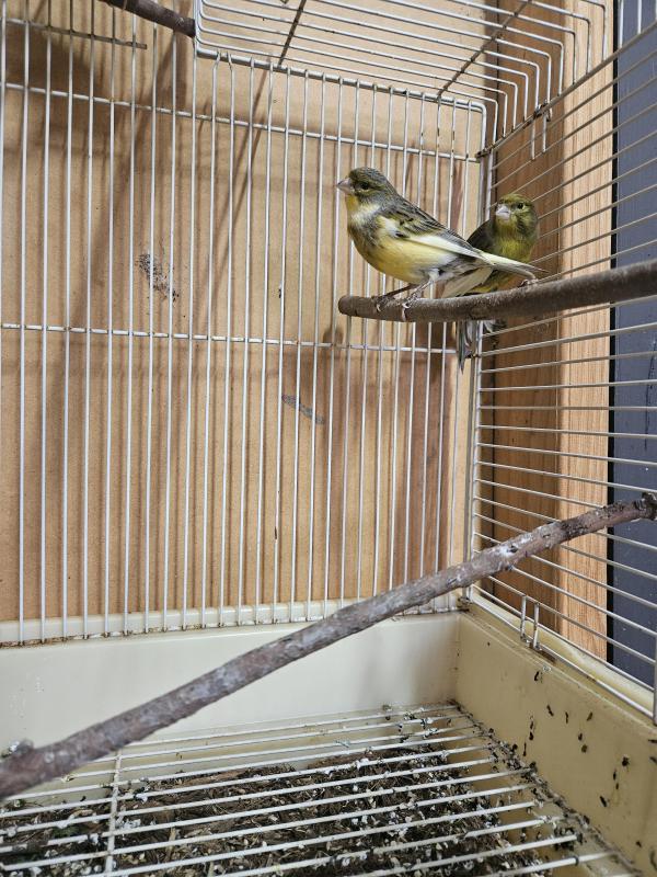 Canaries $15