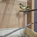 Canaries $15