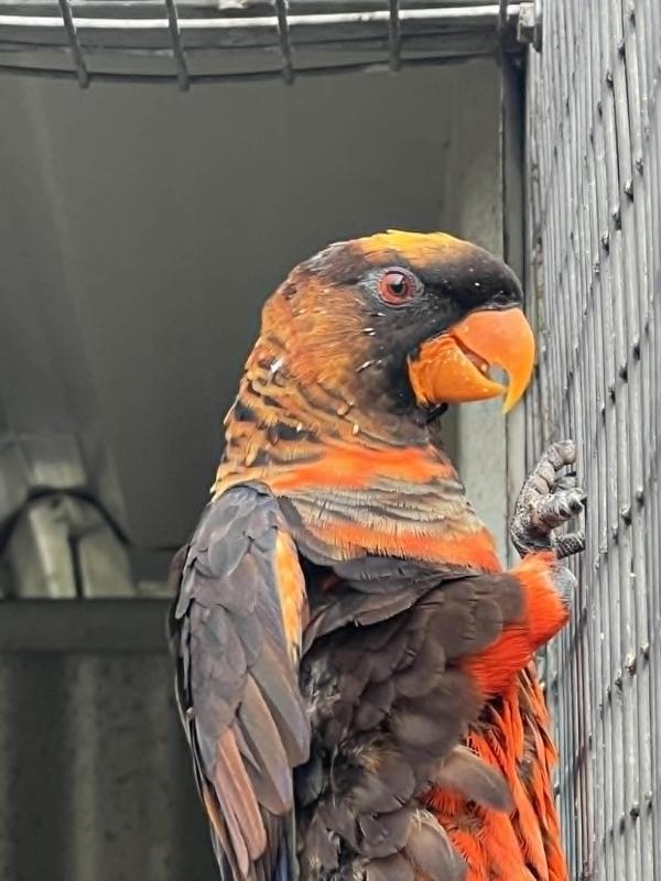 proven dusky male