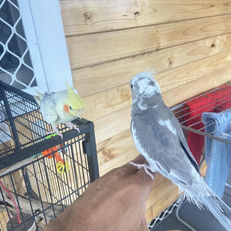 Birds cockatiels