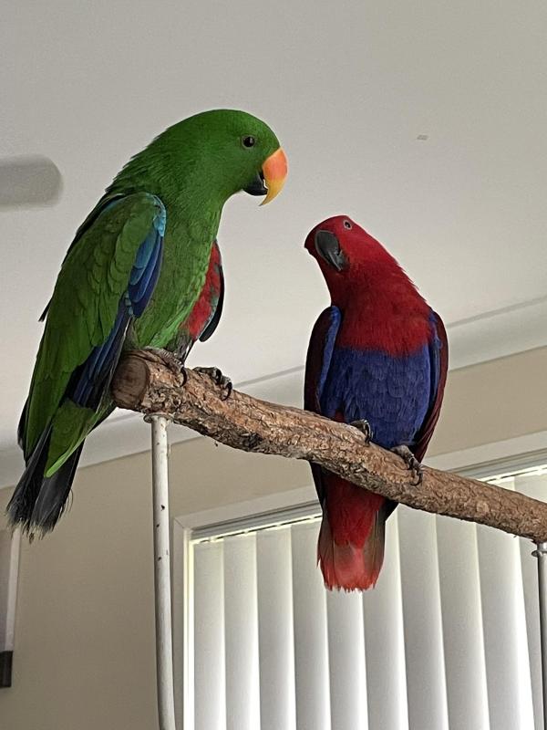 Eclectus parrots