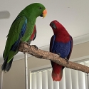 Eclectus parrots
