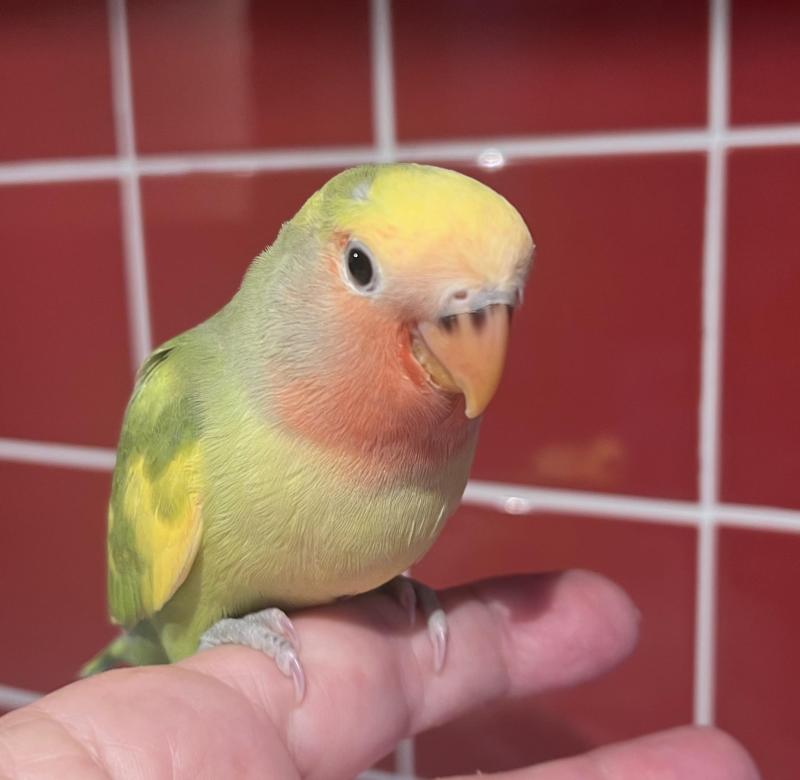Hand Reared Baby Peachface Lovebirds.9 Weeks Old