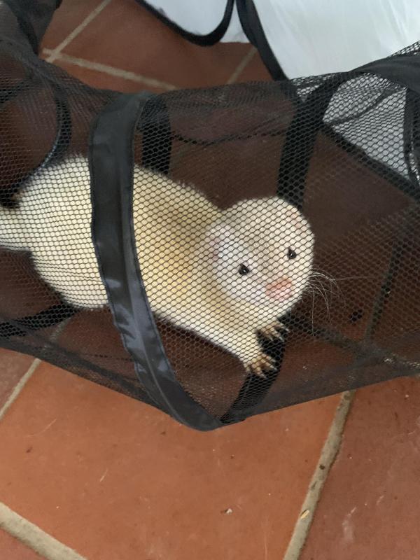 Male ferret 10 months old $150 firm