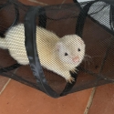 Male ferret 10 months old $150 firm