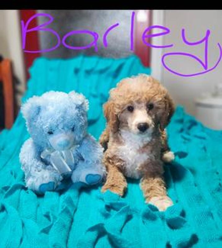 Purebred Male & Female Miniature Cryptic Merle, Apricot Poodles