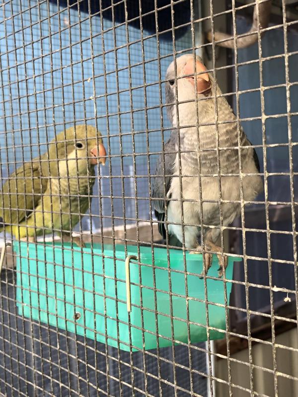 Quaker Double Split Cock Bird