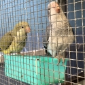 Quaker Double Split Cock Bird