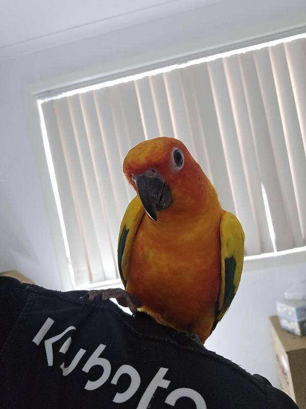 Tame Sun conures