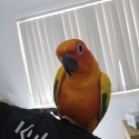 Tame Sun conures