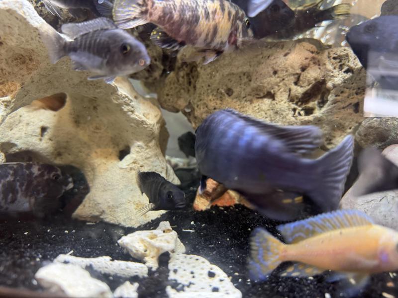 Adult zebra Cichlidss