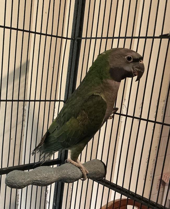 Derbyan parrot