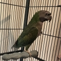 Derbyan parrot