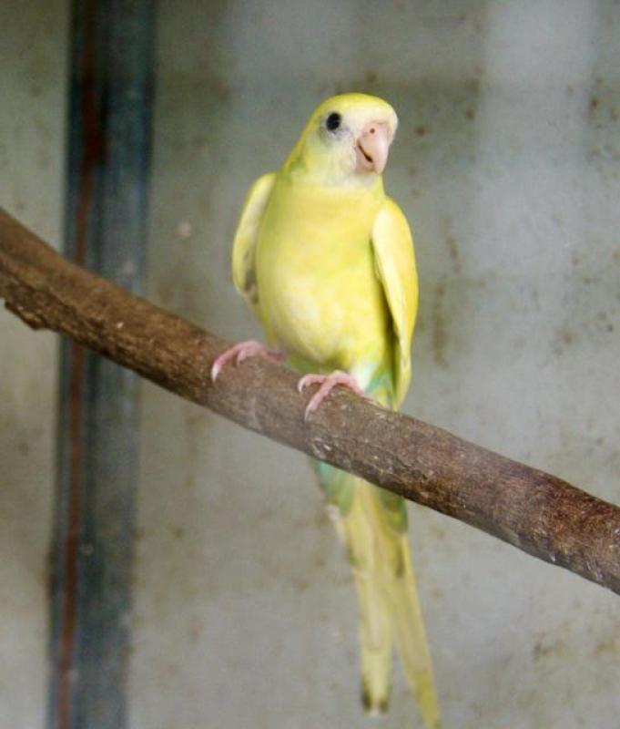 Double Factor Pieds, Split Pied and Normal Hooded Parrots