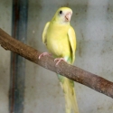 Double Factor Pieds, Split Pied and Normal Hooded Parrots