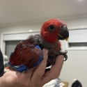 Last one left  Eclectus  young hen