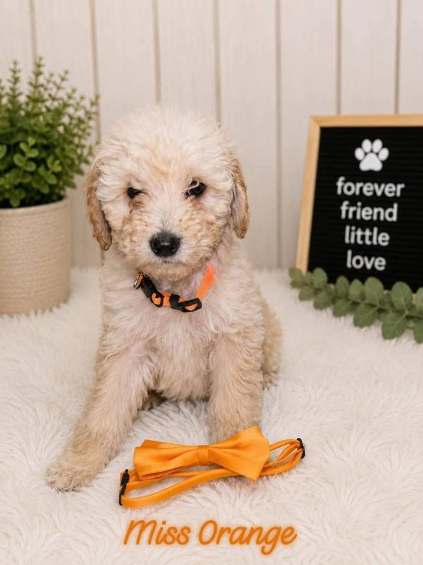 Labradoodle pups