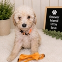 Labradoodle pups