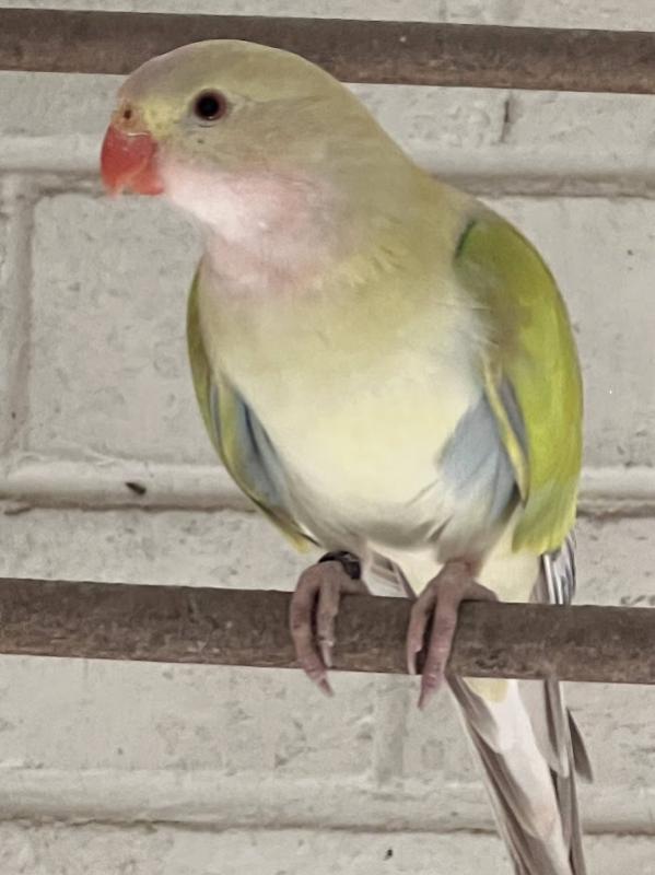 - PRINCESS PARROT MUTATIONS -
