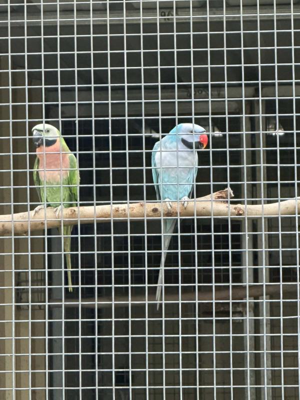 Proven Breeding Blue Moustache Pair