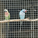 Proven Breeding Blue Moustache Pair