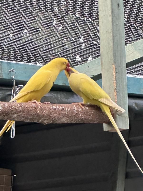 Ringnecks LUTINO breeding pairs