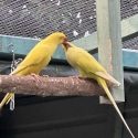 Ringnecks LUTINO breeding pairs