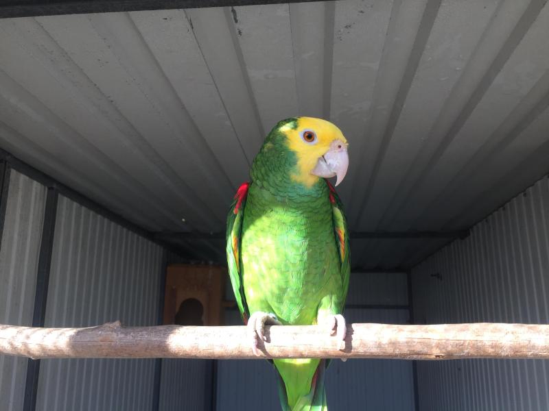DOUBLE YELLOW HEADED AMAZON PAIR