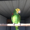 DOUBLE YELLOW HEADED AMAZON PAIR