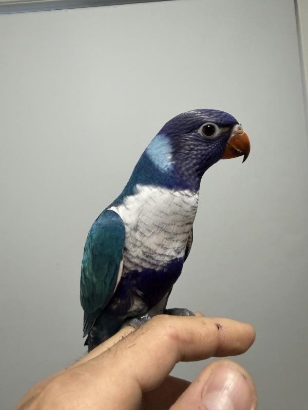 14 WEEKS OLD PURE BLUE MUTATION RAINBOW LORIKEET MALE HAND RAISED