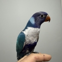 14 WEEKS OLD PURE BLUE MUTATION RAINBOW LORIKEET MALE HAND RAISED