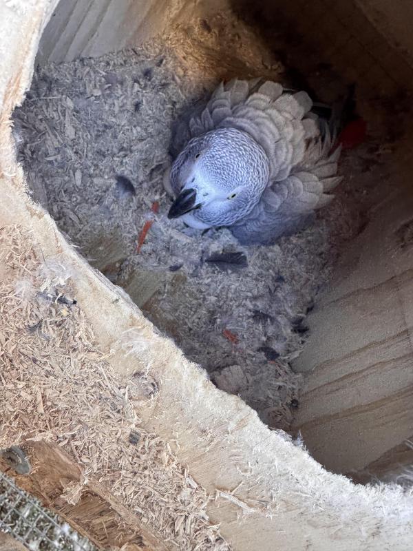 African grey pair