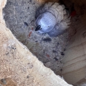 African grey pair