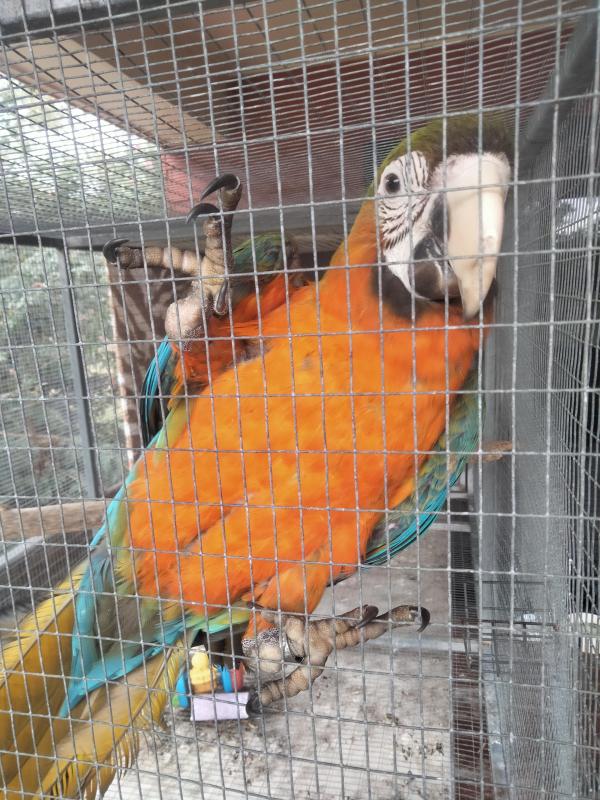 Maui sunrise macaw