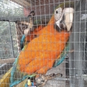 Maui sunrise macaw