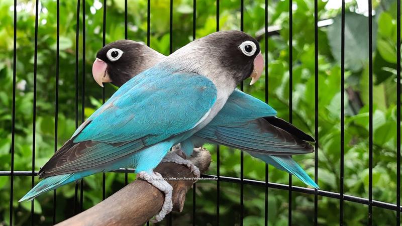 Wanted: Black Masked Love Birds