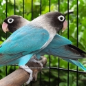 Wanted: Black Masked Love Birds