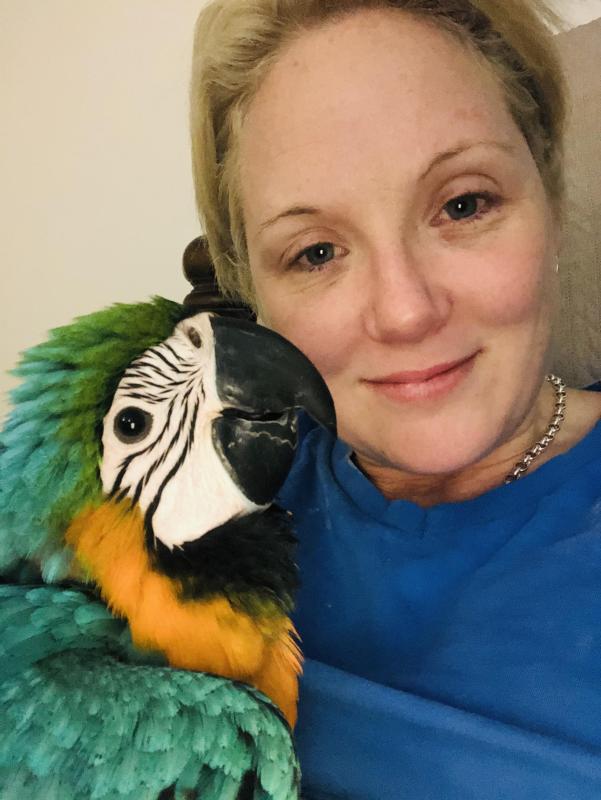 Handraised baby Blue and Gold macaws.